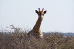 Go on a Birding Safari