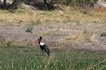 Go on a Birding Safari